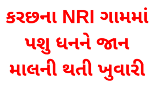 કરછના-NRI-ગામમાં-પશુ-ધનને-જાન-માલની-થતી-ખુવારી
