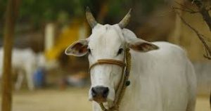 cow-1