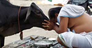 cow