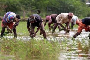 farmer23