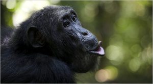 monkey