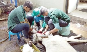 cow-1