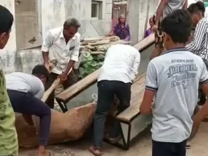 ગોં-વંશ