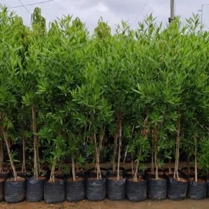 conocarpus-plant-500x500