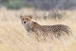 Cheetah-Panthera-Pardus-Pardus-in-grass-Kalahari-Botswana-6caa5b0-scaled-1