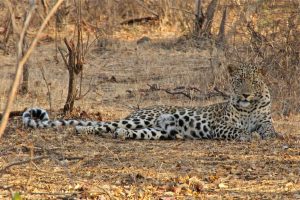 leopard1