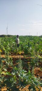પ્રાકૃતિક-કૃષિ-