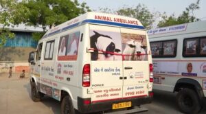 અનીમલ