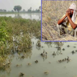 ગુજરાતમાં કમોસમી વરસાદના કારણે  10 લાખ હેક્ટરમાં ખેતીને થયું ભારે નુકશાન : ખેતરોમાં વરસાદી પાણી ભરાતાં ઉભા પાક ધોવાયાં