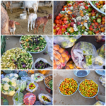 મકર સંક્રાંતિના પવિત્ર તહેવાર નિમિતે તમામ દાતાશ્રીઓ દ્વારા જડેશ્વર મહાદેવ ગૌશાળામાં ગાયોને,નંદીઓને ફળફ્રૂટ, શાકબકાલાનું ભોજન