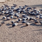 મકરસંક્રાંતિના જય શ્રી કૃષ્ણ ગ્રુપનું કાર્ય કબુતરોને 50 કિલ્લો થી વધારે ચણ આપવામાં આવેલ