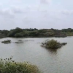 કચ્છમાં 910 તળાવોને નીમ કરવામાં આવ્યા