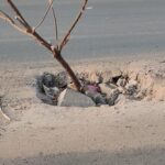 ભુજમાં એક બાજુ ટ્રાફિક હળવા કરવાની પ્રોસેસિંગ ચાલી રહી છે અને બીજી તરફ  રોડ વચ્ચે જ ગટર ચેમ્બર ટુટેલી હાલતમાં