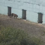 કચ્છમાં પણ હવે લેપર્ડ સફારી દર્શનનું આયોજન