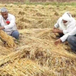 કચ્છમાં કમોસમી વરસાદનો કહેર : ખેડૂતોને ભારે નુકસાન થયાની ભીતિ સર્જાઈ