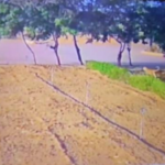 માંડવીના મસ્કામાં દીપડો દેખાયો