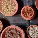 મેદસ્વિતા સામેની લડાઈમાં આપણું ‘સુપરફૂડ’ એટલે કઠોળ