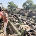 રામ જન્મોત્સવ નિંમિત્તે ભુજના કોઠારા પરિવાર દ્વારા જીવદયાની પ્રવૃતિ કરવામાં આવી