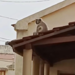 અબડાસાના લાલા ગામમાં વાનર રાજાનો ગામ પર કબજો