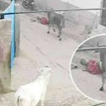 ગાંધીધામમાં રખડતા ઢોરે મહિલાને લીધી હડફેટે