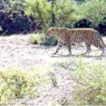 સાંગનારા સીમ વિસ્તારમાં દીપડો દેખાતાં માલધારીઓમાં ભય